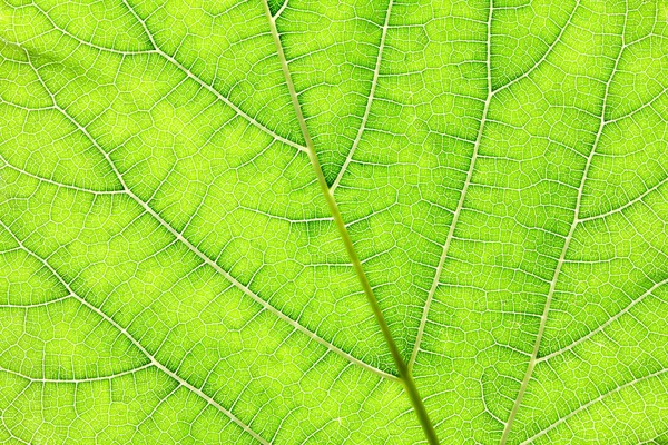 Close up the green leaf texture as green nature abstract backgro — Stock Photo, Image