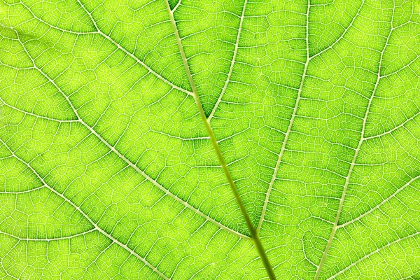 Fechar a textura da folha verde como natureza verde backgro abstrato — Fotografia de Stock