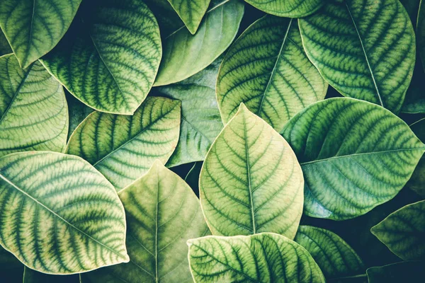 Färska tropiska gröna blad bakgrunden, retro vintage färg — Stockfoto