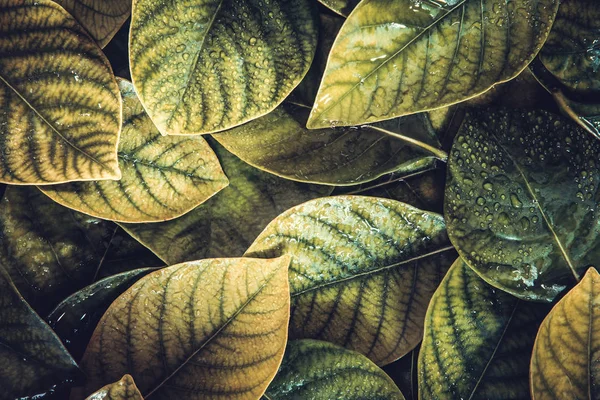 As folhas verdes tropicais frescas com fundo gota de água da chuva — Fotografia de Stock