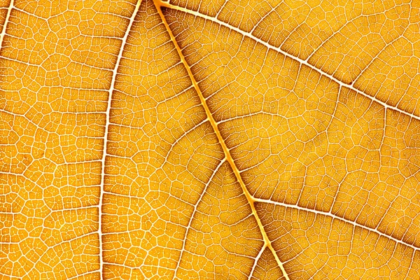 Close up the yellow leaf texture as golden nature abstract backg — Stock Photo, Image