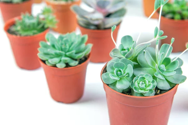 Succulents plant in pot on white background — Stock Photo, Image