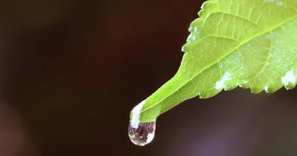 Εσωτερικη σταγόνα βροχής νερό σε ένα φρέσκο πράσινο φύλλο — Φωτογραφία Αρχείου