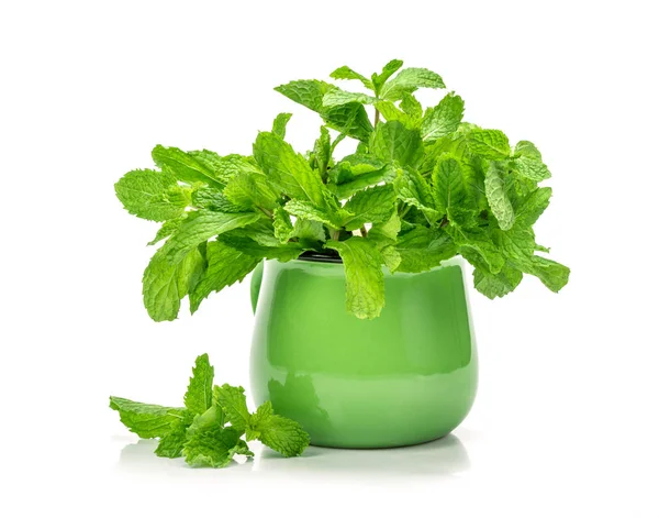 The fresh green mint leaf bush on white background — Stock Photo, Image