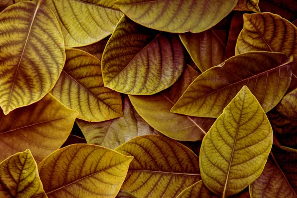O fresco tropical amarelo verde folhas fundo — Fotografia de Stock