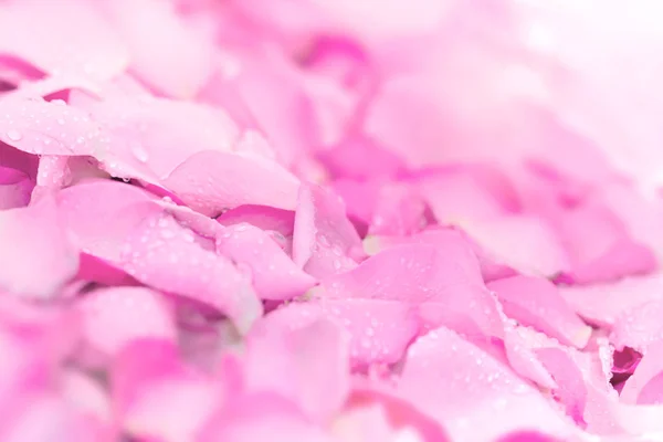 新鲜的粉红色玫瑰花瓣背景与雨水滴 — 图库照片