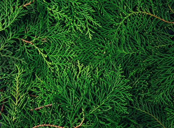 As folhas de pinheiro verde fresco, Oriental Arborvitae, Thuja orienta — Fotografia de Stock