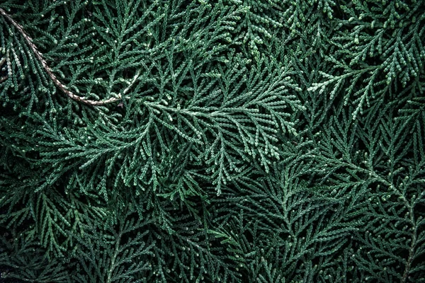 The fresh green pine leaves , Oriental Arborvitae, Thuja orienta — Stock Photo, Image