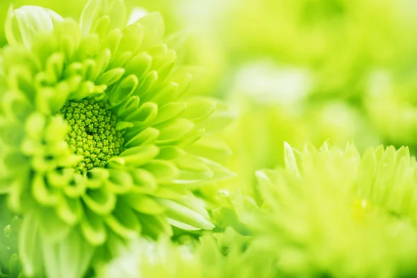 Soft fresh green flower for love romantic dreamy background , f — Stock Photo, Image