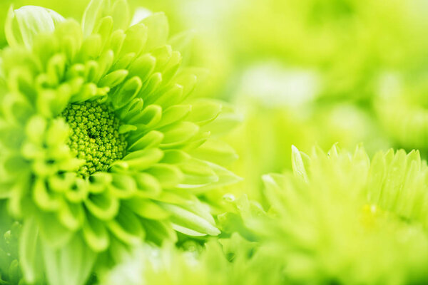  Soft fresh green flower for love romantic dreamy background , f