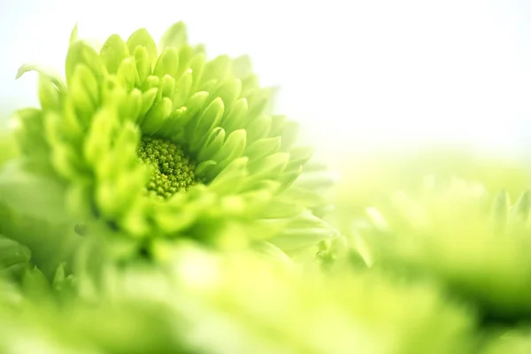 Weiche frische grüne Blume für die Liebe romantischen verträumten Hintergrund, f — Stockfoto