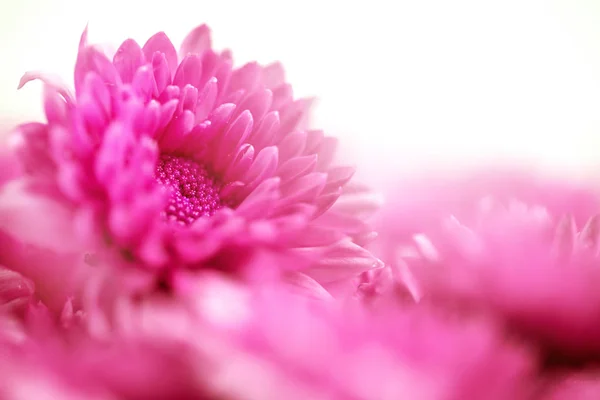 A flor rosa doce suave para o amor romântico fundo sonhador i — Fotografia de Stock