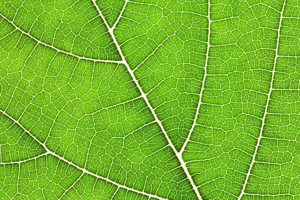 Close up the green leaf texture as green nature abstract backgro — Stock Photo, Image