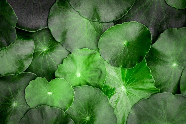 Fechar o círculo verde folha decoração como abstrato verde de volta — Fotografia de Stock