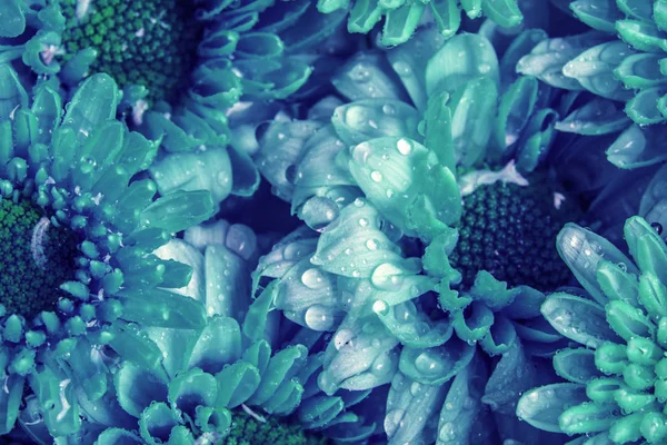 Muitos fresco flor azul como fundo de textura padrão, frescura — Fotografia de Stock