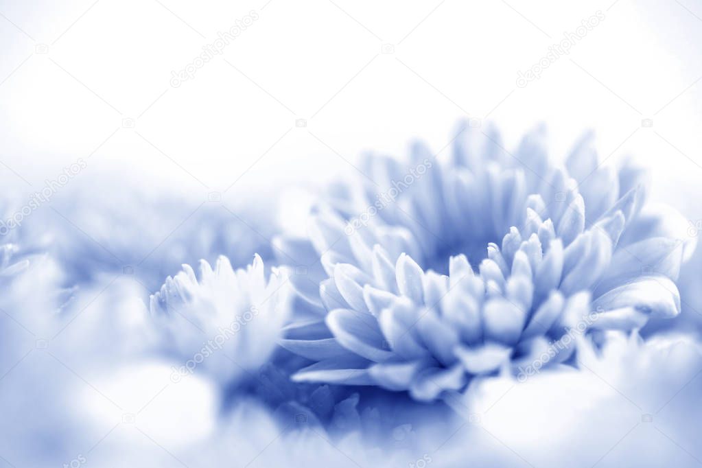 Soft sweet blue flower for love romantic dreamy background , fre