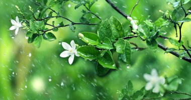 Yağmur mevsiminde yağmur altında taze yeşil yaprak dalı