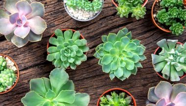 succulents ya da kaktüs ahşap arka plan, overhe üzerinde düzenleme