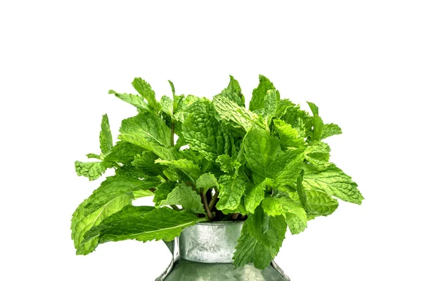 Hoja de menta verde fresca sobre fondo blanco —  Fotos de Stock