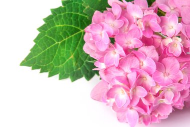 Beyaz bir arka plan üzerinde tatlı ortanca çiçek