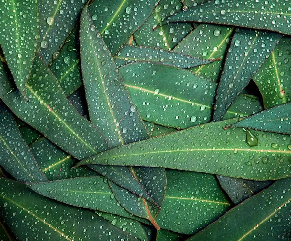 Природа Листя евкаліпта з водяним дощем падає фон — стокове фото