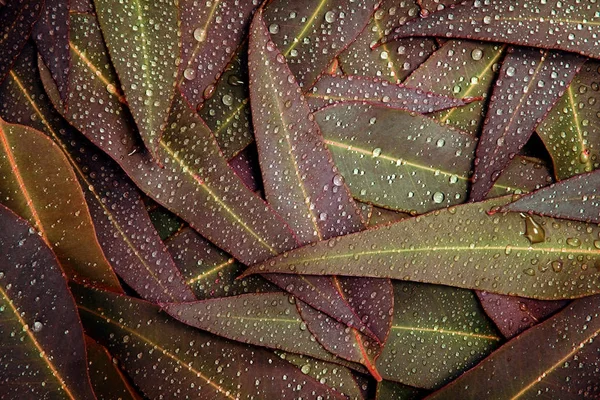 Die Natur Herbst Eukalyptus Blätter mit Wasser regen Tropfen Hintergrund — Stockfoto