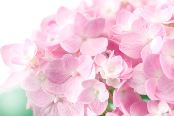 白い背景の上の甘いアジサイの花 ストック写真