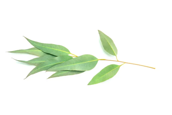 Fermer les feuilles d'eucalyptus sur fond blanc — Photo