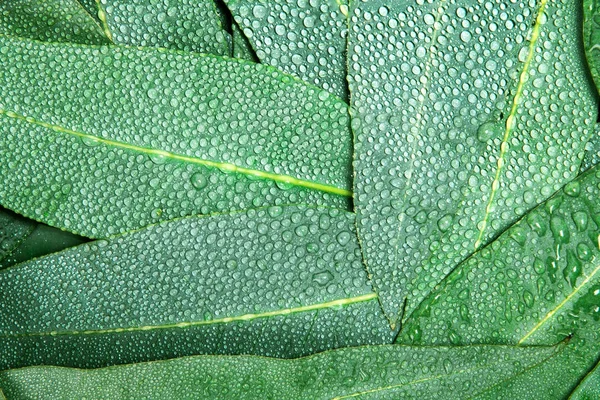 물 비 하락 배경으로 자연 유 칼 리 잎 — 스톡 사진