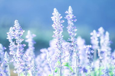 güzel mor mavi Çiçek Bahçe, adaçayı bitki (la kapatın