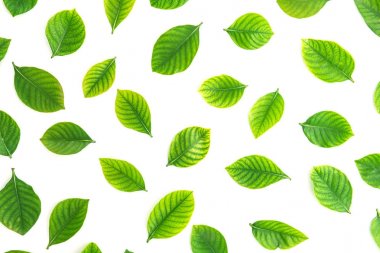 Üstten Görünüm atış yeşil düz yaprakları beyaz arka plan üzerinde yatıyordu