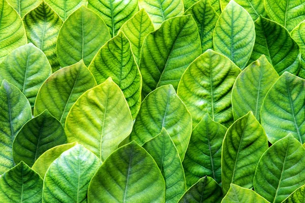 O fresco tropical verde folhas fundo — Fotografia de Stock