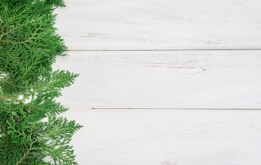  taze yeşil çam yaprakları, Oriental Mazı, Mazı orientalis (olarak da bilinen Platycladus orientalis) dekorasyon kopya alanı ile beyaz ahşap tahta üzerinde