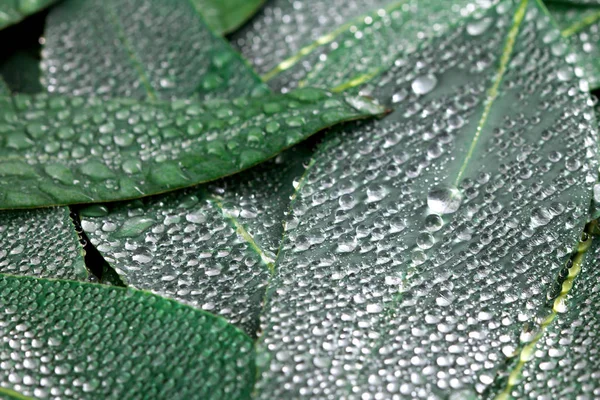 Natur Eukalyptusblätter mit Wassertropfen Hintergrund — Stockfoto
