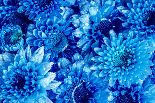 Много свежего голубого цветка Хризантемы в качестве шаблона текстуры backgrou — стоковое фото