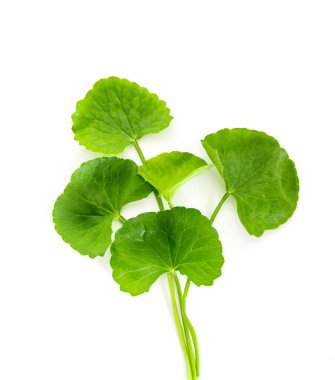 Taze yeşil Gotu kola, Centella asiatica yaprağı arka planı, Asiat