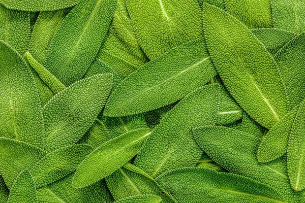 Close up a herb sage leaf abstract texture background — Stock Photo, Image