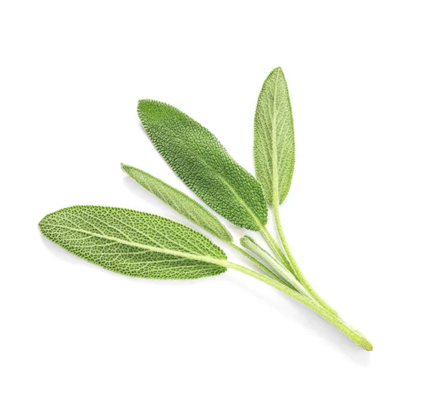 Feche acima de uma folha verde fresca do herb do sábio no fundo branco — Fotografia de Stock