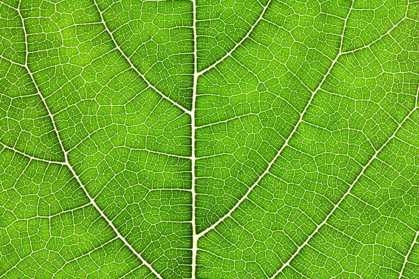 Fechar a textura da folha verde como natureza verde backgro abstrato — Fotografia de Stock