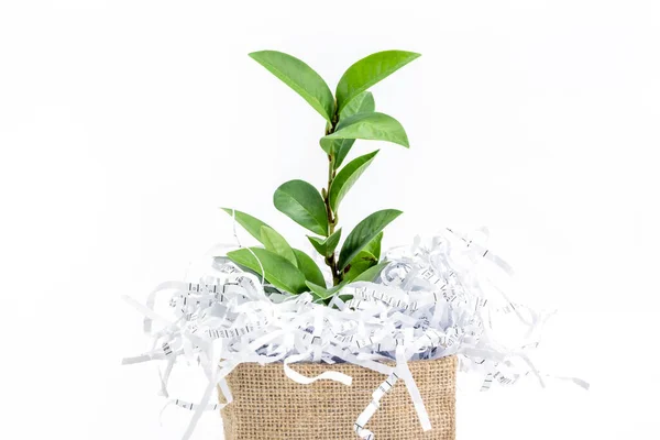 Residuos de papel triturados con una rama de hojas verdes en una caja de bolsas para quemar. — Foto de Stock