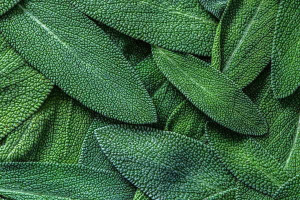 Close up a herb sage leaf abstraction texture background — Photo