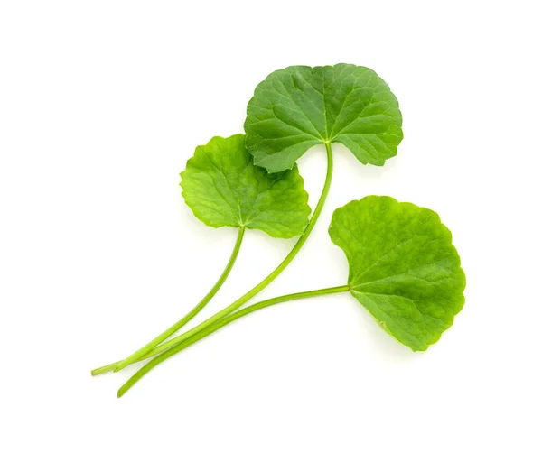 Fresco verde Gotu kola, Centella asiatica folha fundo, Asiata — Fotografia de Stock