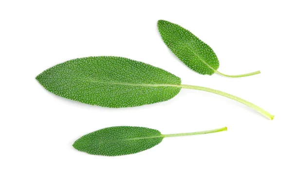 Cerrar una hoja de hierba verde fresca sobre fondo blanco. —  Fotos de Stock