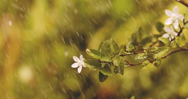 Taze yeşil yaprak ve beyaz çiçek dalları yağmurun altında