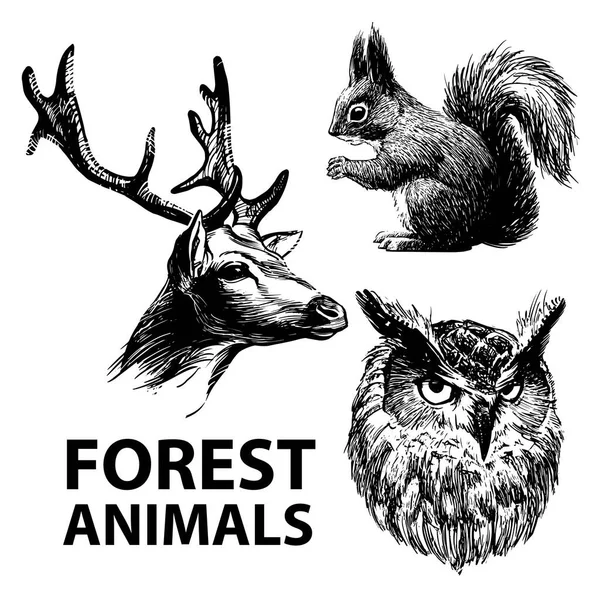 Set Animali Forestali Disegnati Con Inchiostro Cervo Scoiattolo Gufo Illustrazione — Vettoriale Stock