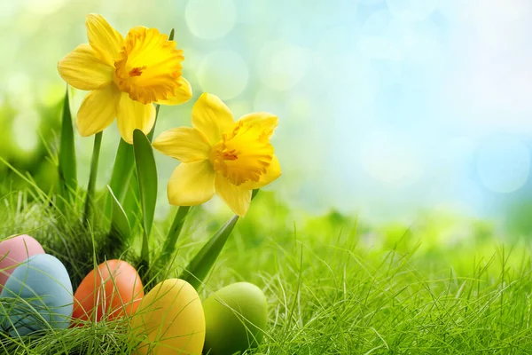 Easter eggs and daffodil flower on meadow