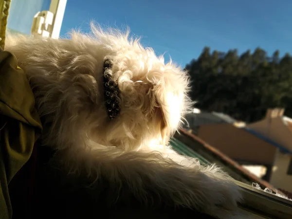 晴れた日に日光浴の棚に寝そべっている小さな犬 — ストック写真
