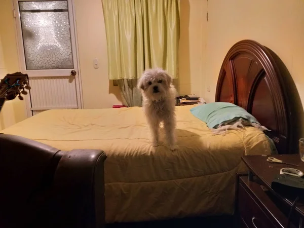 Cachorro Perro Sorprendido Mirando Cámara Desde Cama Dueño Habitación —  Fotos de Stock