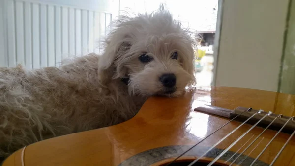 子犬はベッドの上に横になり アコースティックギターに頭を置きます — ストック写真