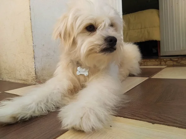 家の床の上の子犬は彼の襟でポーズ — ストック写真